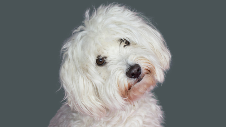 Dogfight Over $12 Million Bequest